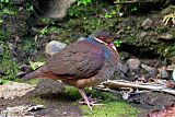 Bridled Quail-Doveborder=